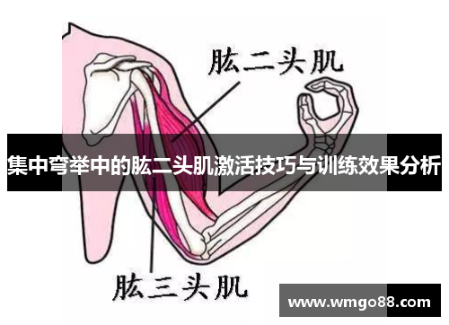 集中弯举中的肱二头肌激活技巧与训练效果分析